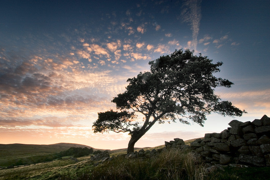 Celtic Tree Month of Alder