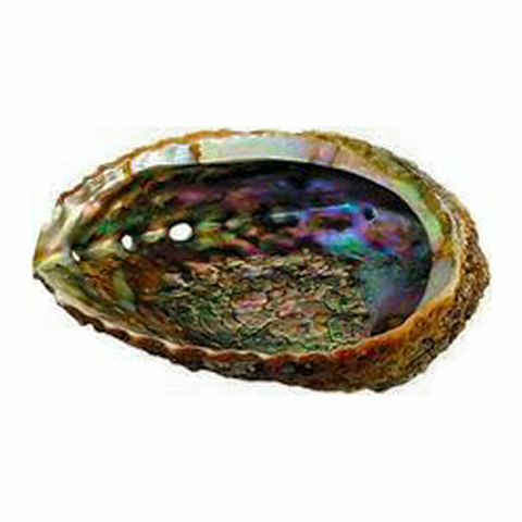 Abalone Shell 5 to 6 inch for Smudging Abalone Shell 5 to 6 inch for Smudging